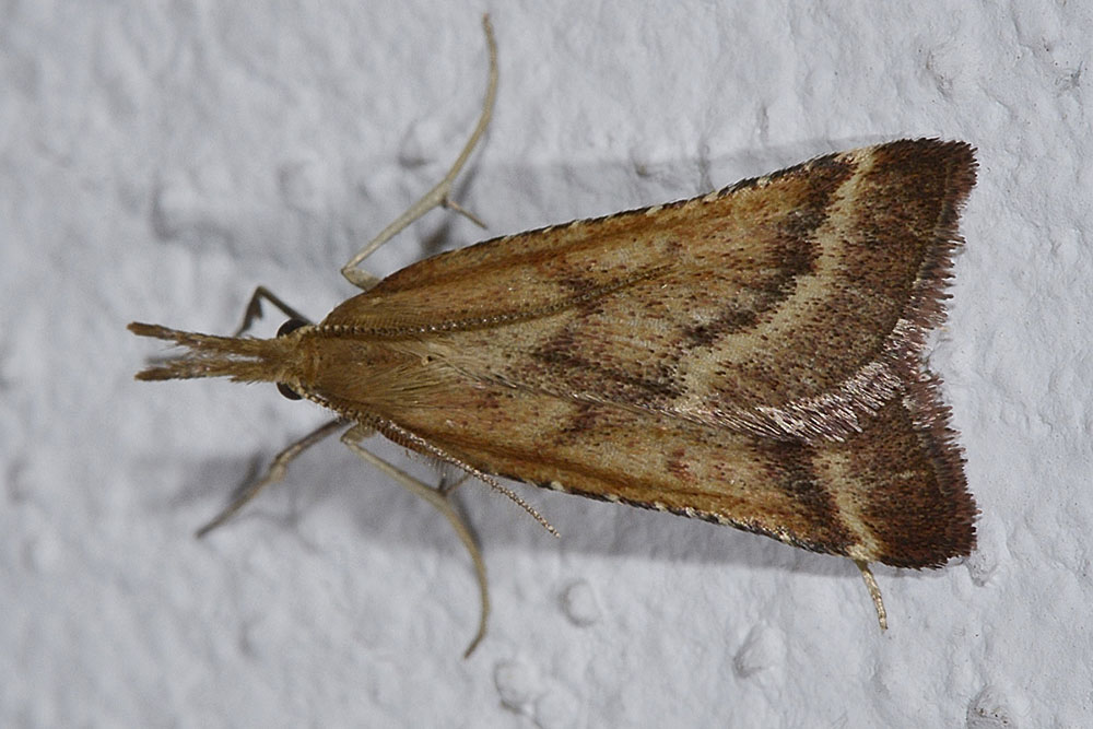 Pyralidae - Synaphe punctalis